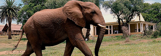 Gorah Elephant Camp - Greater Addo Elephant Park