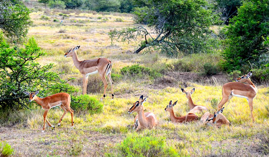Elephant - Greater Addo and Eastern Cape Game Park Reservations