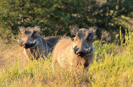 Elephant - Greater Addo and Eastern Cape Game Park Reservations