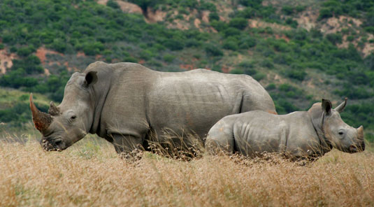 Amakhala Game Reserve - HillsNek Safaris