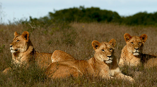 Amakhala Game Reserve - Quatermain�s Camp